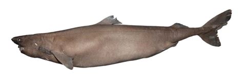 Somniosus (Rhinoscymnus) cheni | Shark-References