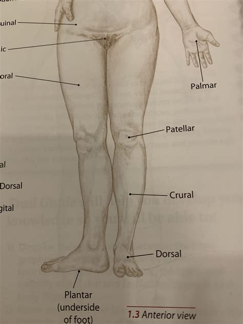 Is the Crural labelled incorrectly? : r/Anatomy