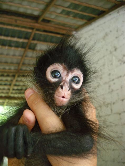 Baby Spider Monkey ...so darn cute | Spider monkey, Cute baby monkey ...