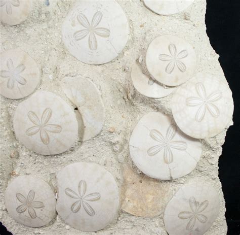 Spectacular Fossil Sand Dollar Cluster - 20" Tall For Sale (#8979 ...