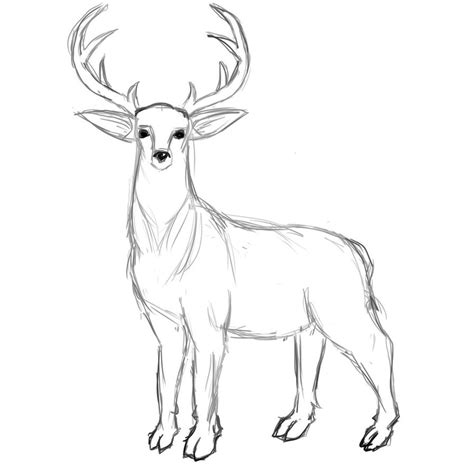 Simple Deer Drawing at GetDrawings | Free download