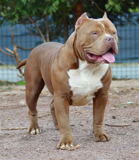 LIONPRIDEBULLY Flying Pitbull Chiot puppy puppies American bully XL XXL ...