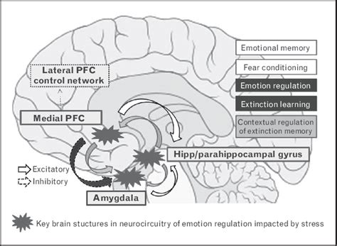 Key structures in neurocircuitry of fear and anxiety (amygdala, medial ...