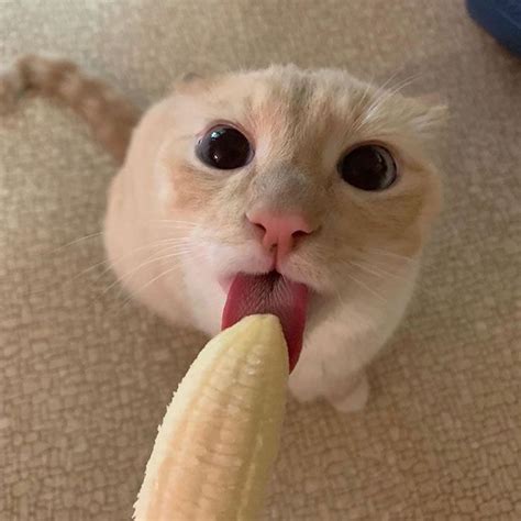 Cat Obsessed With Bananas Is Going Viral For How Inappropriate His Pics ...