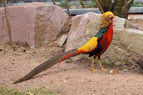 5 Most Beautiful Pheasant Bird and How To Breed Them | by Pets Of usa ...