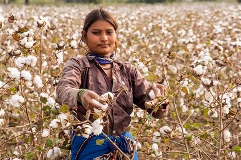 Pest Management in Cotton Farming: Natural, Biological, and Chemical ...