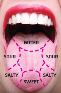 Dental Mnemonics: Location of Taste Buds