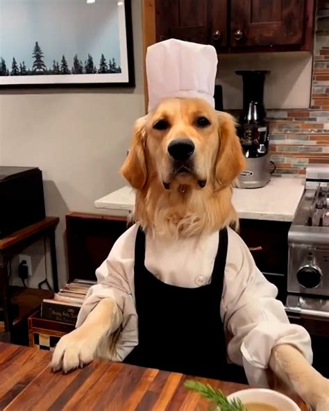 Cooking With Dog Chef 🐶👨‍🍳 | cooking, dog | He's got one lucky owner! 🐶 ...