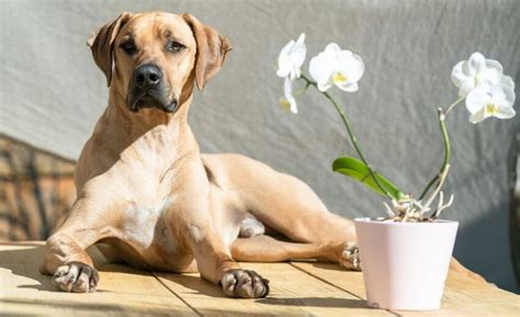 Rhodesian Ridgeback Mixes: 19 Ridged Rover Mixes