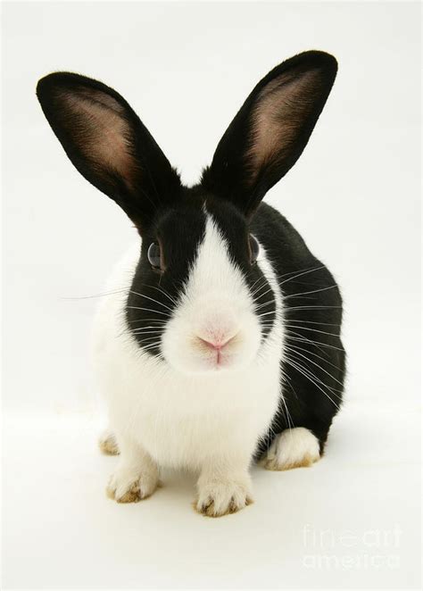 Black Dutch Rabbit Photograph by Jane Burton | Fine Art America