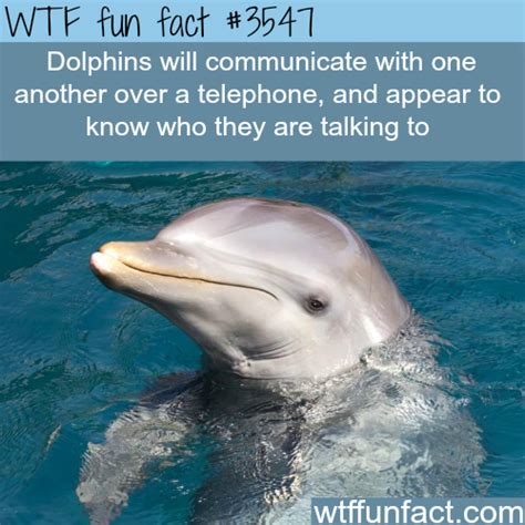 Dolphins communicate over the telephone (source)