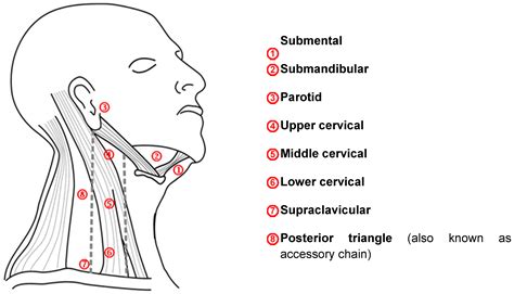 Local Metastasis in Head and Neck Cancer - an Overview | IntechOpen