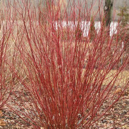 Arctic Fire® Red Red-twig Dogwood - My Proven Winners ColorChoices