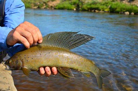 Fly Fishing for Grayling - No See Um Lodge