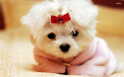 Cute Puppy Wallpaper Hd Download ~ Retriever Puppy Petals, Hd Animals ...