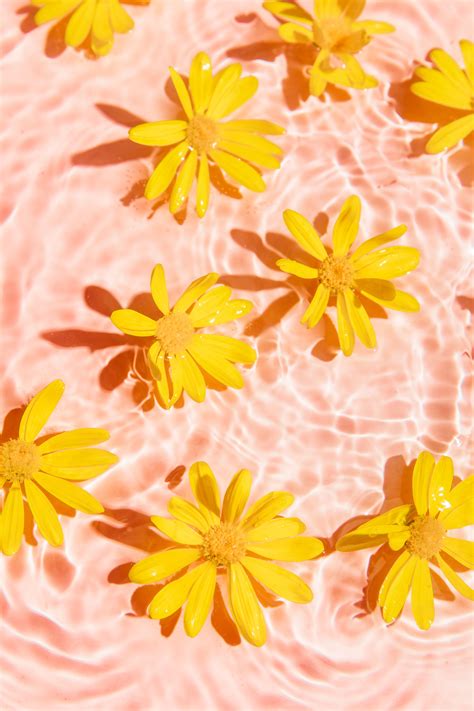 Yellow daisy in pink pool water | Yellow aesthetic pastel, Yellow wall ...