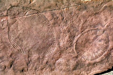 'Marine' Fossils May Instead Represent Early Land Dwellers | Science | AAAS