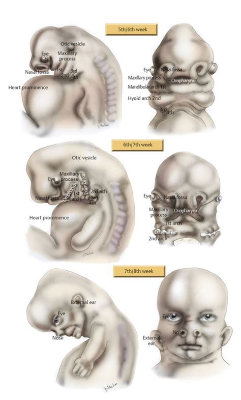 Ear Embryology | Ento Key