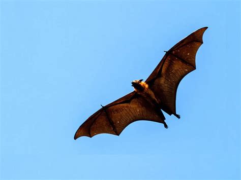 Bat Removal Toronto & GTA - Affordable & Quick Bat Removal