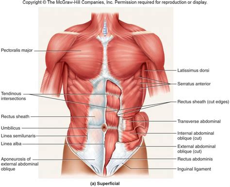 Anterior Torso muscles Diagram | Quizlet