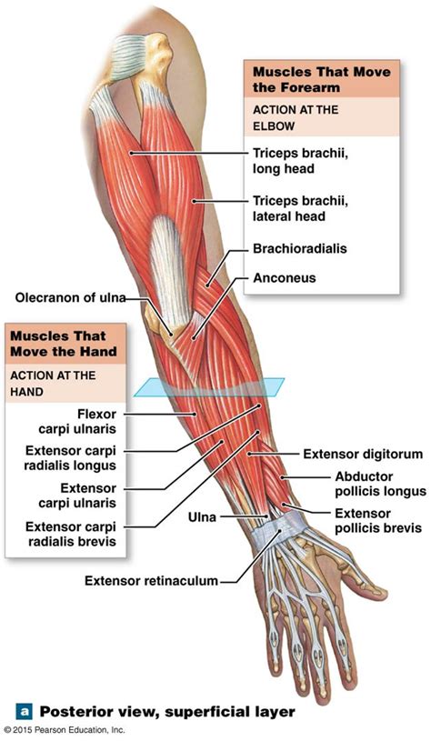 The muscles that move the forearm. | Human body anatomy, Human muscle ...