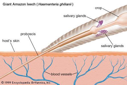 Leech Anatomy - Anatomy Book