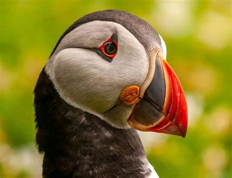 13 Puffin Facts About The Colorful Sea Parrots