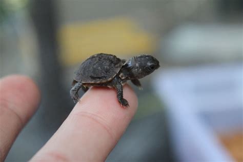 Newborn Turtle