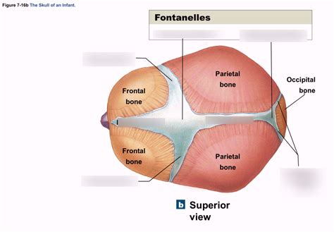 Infant skull - sutures & fontanelles Diagram | Quizlet