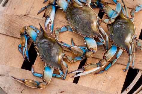 What Makes Maryland Blue Crabs Better Than Other Crabs? - Blog ...