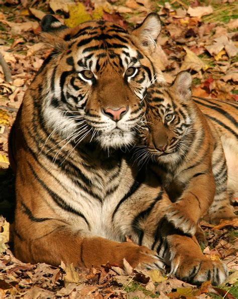 feather impressions: KING OF THE JUNGLE " ENDANGERED TO EXTINCT