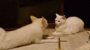 Dog Cat GIF - Dog Cat Play - Discover & Share GIFs