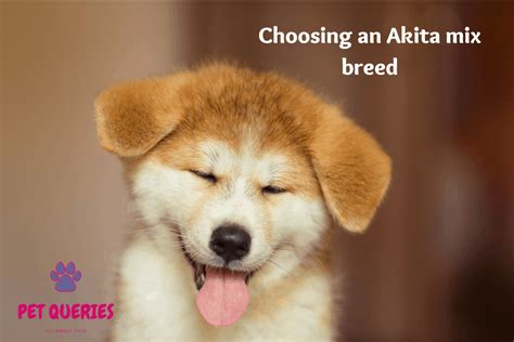 Choosing an Akita mix breed: Which is the best for your home – Pet Queries