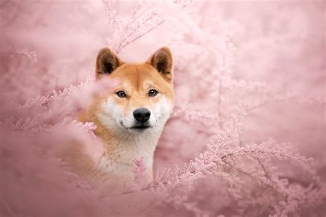 Shiba Inu HD, HD Wallpaper | Rare Gallery