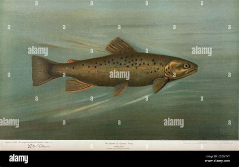 German Brown Trout High Resolution Stock Photography and Images - Alamy