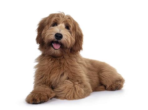 Labradoodle: Smart, friendly, athletic dogs that make great family pets