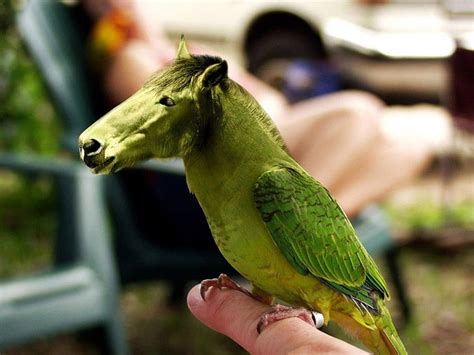 HD wallpaper: Funny Looking Animals, edited picture of bird and horse ...