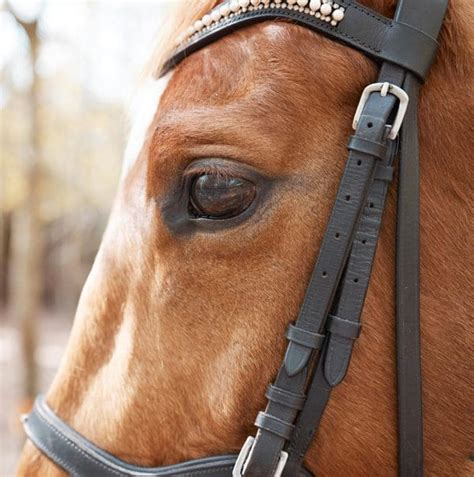 Best Bridles for Horses based on Comfort, Quality & Style