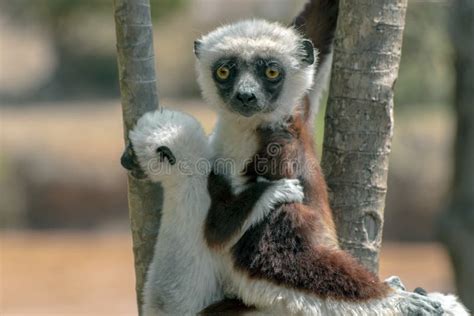 Crowned Sifaka Lemur Propithecus Coronatus .with Baby. Wild Nature ...