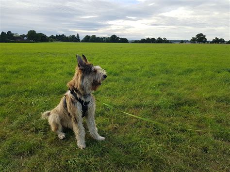 Recommended Walk – Thames Walk – Cookham to Cock Marsh Circular ...