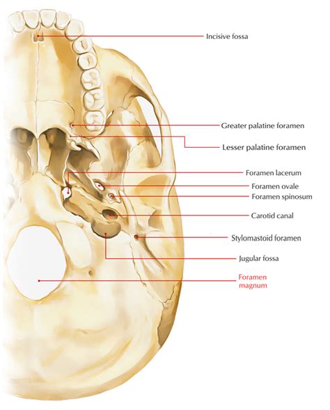 Foramen Magnum – Earth's Lab