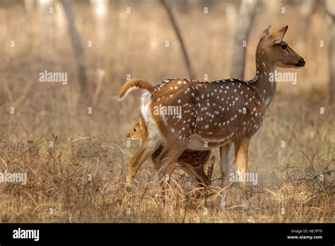 Mother's love, deer and cute fawn, Juvenile Spotted Deer with Mother in ...