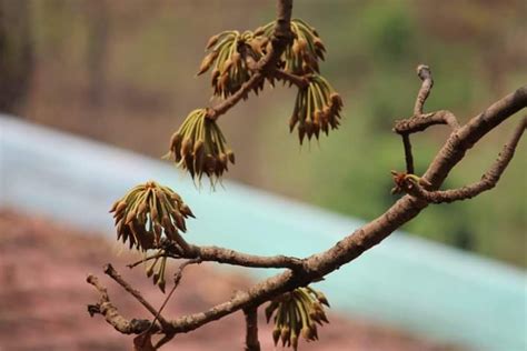 Ayurveda Initiative Global: Flowers of Madhuca longifolia Habit: Tree ...