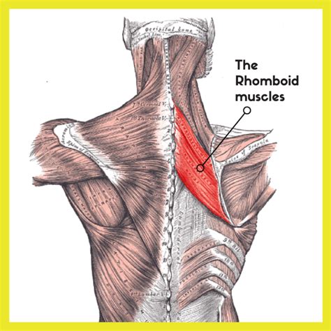 Shoulder pain - rhomboid muscles - Complete Calm Massage Therapy