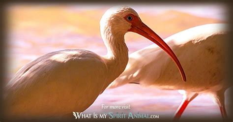 Ibis Symbolism & Meaning | Spirit, Totem, & Power Animal