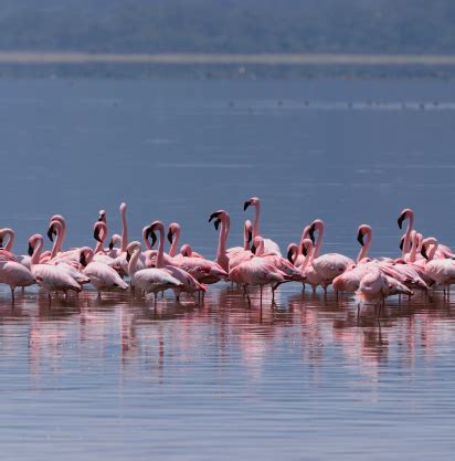 Flamingos On Lake Nakuru Stock Photo - Download Image Now - iStock