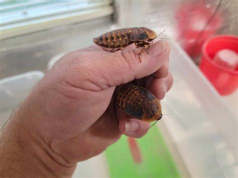 Why do Discoid Roaches slow down breeding in colder weather?