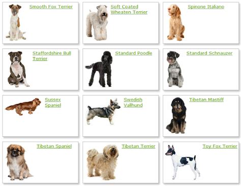 dog breeds ~ Dog