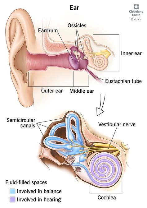 Anatomy Of The Ear Inner Middle And Outer Ear Kenhub | SexiezPicz Web Porn