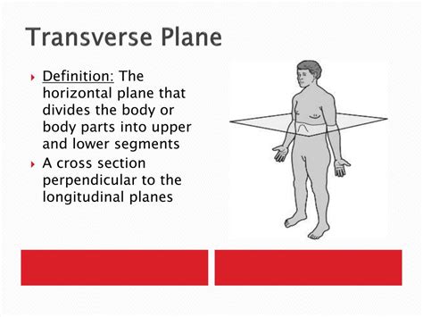 PPT - Anatomical Planes and Directions PowerPoint Presentation, free ...